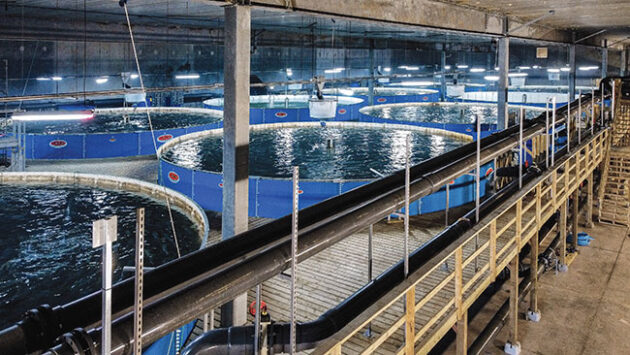 Sustainable Blue Loses Salmon Due To System Failure