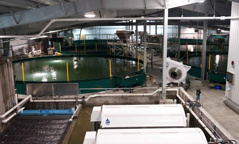 BC salmon project fine-tunes land-based system - Aquaculture North ...