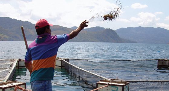 OECD: Aquaculture set for long-term growth - Aquaculture North America