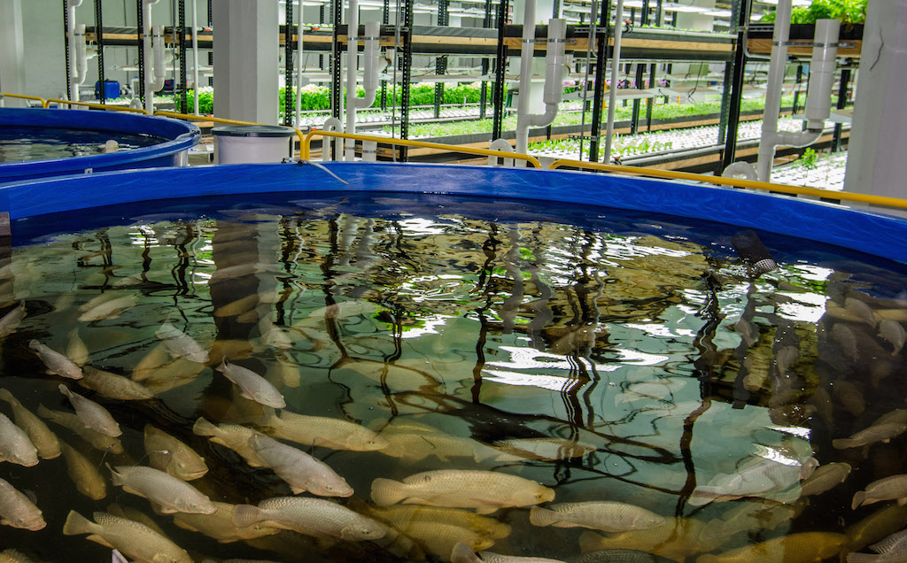 Aquaponics project takes root in Minnesota - Aquaculture North America