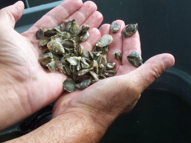 Delaware's shellfish aquaculture program gets going - Aquaculture North ...