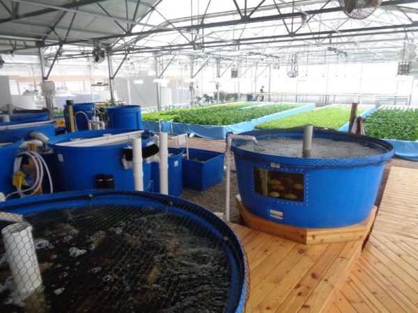 Aquaponic farm usa 