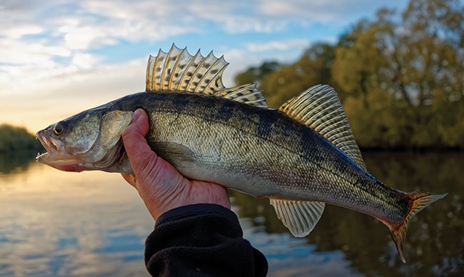 fishing planet how to catch walleye in new york
