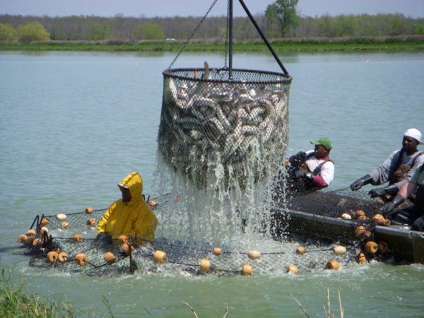 innovations-new-approaches-empower-us-catfish-farmers-aquaculture