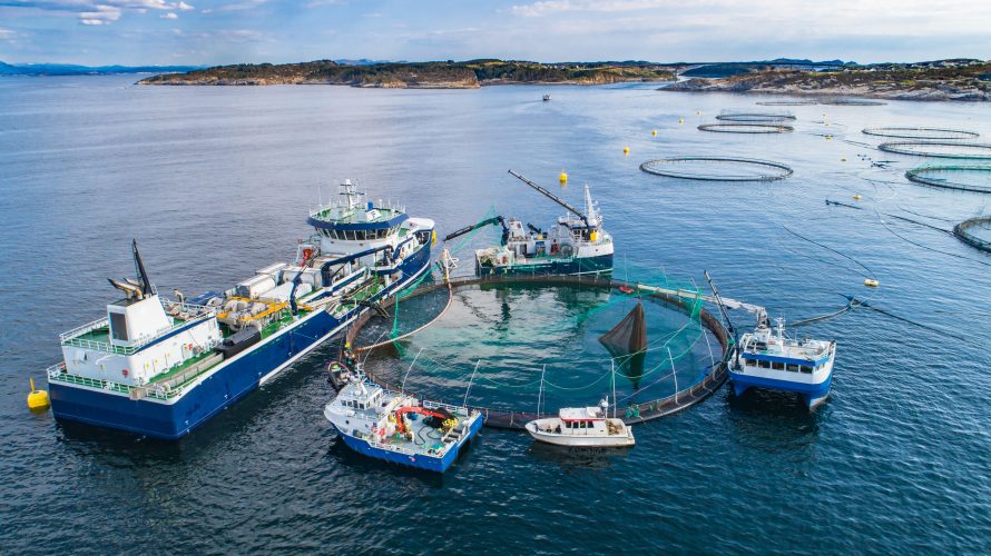 Report names three drivers of aquaculture growth - Aquaculture North