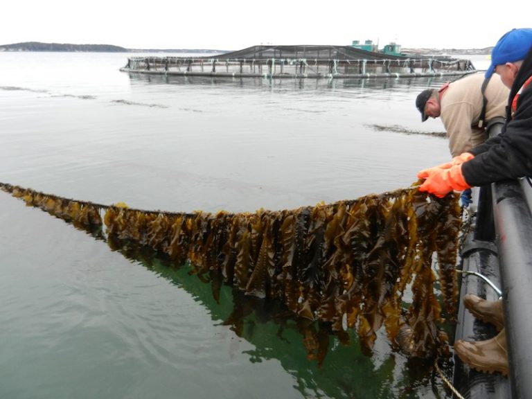 Organic Kelp Almost Ready For Market Aquaculture North