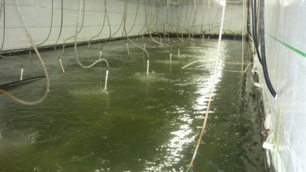 Closing the loop on land-based shrimp farming - Aquaculture North America