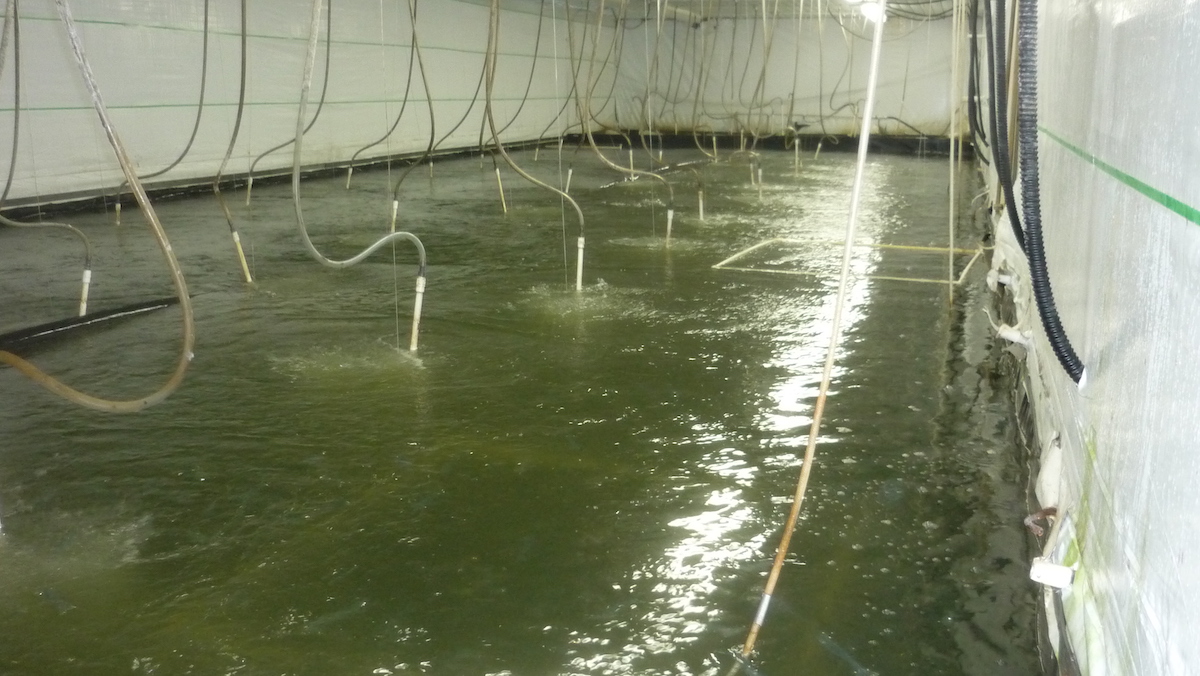 Closing The Loop On Land Based Shrimp Farming Aquaculture North America