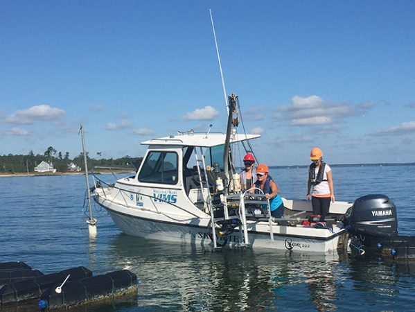 Study highlights impact of oyster farming on water quality ...