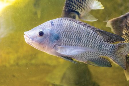 Fish-free tilapia feed breakthrough - Aquaculture North ...