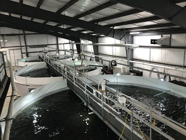 Market performance key to future of RAS farming: Rabobank - Aquaculture ...