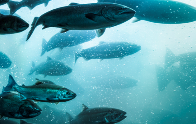 FAQs on improving aquaculture with UV and Ozone technology ...