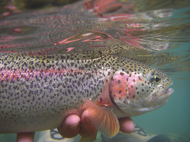 BC farm grows rainbow trout with water lentils - Aquaculture North