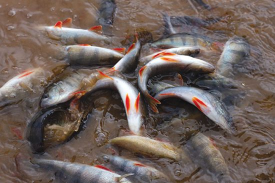 Impact of climate crisis on fish farmers worse than pandemic’s ...